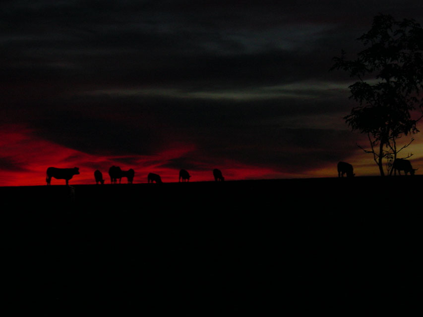 ferme de moulhac - belles de l'aubrac au crpuscule